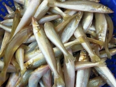 NHIỆT ĐỘ BẢO QUẢN HÀNG THỰC PHẨM TRONG KHO LẠNH 