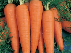 Các loại rau củ giá rẻ nhưng rất tốt cho sức khỏe