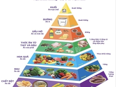 MÔ HÌNH THÁP DINH DƯỠNG