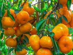 Những món tráng miệng tốt cho sức khỏe