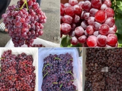 Cách nhận biết một số loại trái cây Trung Quốc