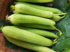 TÁC DỤNG CỦA MƯỚP