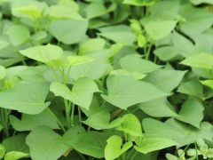 RAU LANG LỢI ÍCH VÀ TÁC DỤNG VỚI CƠ THỂ