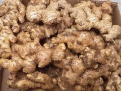 CÁC TÁC DỤNG PHỤ CỦA GỪNG