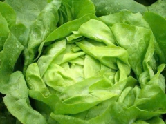 Tác dụng và lợi ích của rau xà lách