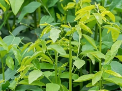 Tác dụng của rau ngót