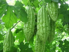 Các Loại Rau Mát Gan, Giải Độc Cơ Thể Tự Nhiên