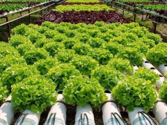 Rau Thủy Canh Là Gì?