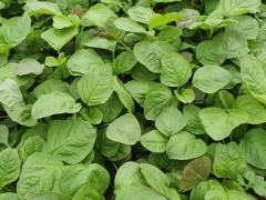 Rau dền và tác dụng khi sử dụng