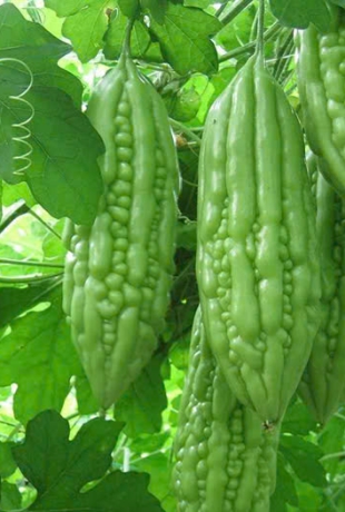 Các Loại Rau Mát Gan, Giải Độc Cơ Thể Tự Nhiên